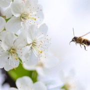 Flower and Bee_Spring Allergies and Hearing